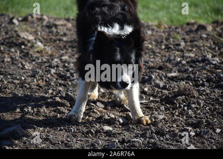 Alert Border Collie Hund wartet auf einen Stick geworfen zu werden. Stockfoto