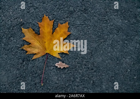 Ein kleines Herbst Eichenlaub und ein großes gelbes Ahornblatt auf grauem Asphalt gefallen. Stockfoto
