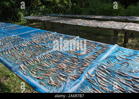Fische und Frösche layed down für die Trocknung, die für den Verkauf auf einen natürlichen Markt in isan Thailand. Stockfoto