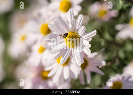 Europäische Honigbiene auf dem Marguerite daisy / Argyranthemum im Garten. Asteraceae, Chrysantheme. Stockfoto