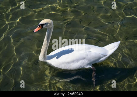 Schönen weißen Schwan, der allein im Wasser Stockfoto