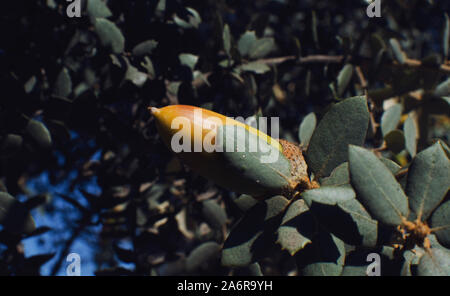 Nahaufnahme einer Eichel der Korkeiche (Quercus suber) in Villanueva del Rio y Minas, Sevilla, Spanien. Selektive konzentrieren. Stockfoto