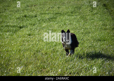Border Collie warten auf Herding Anweisungen in einem gras weide. Stockfoto