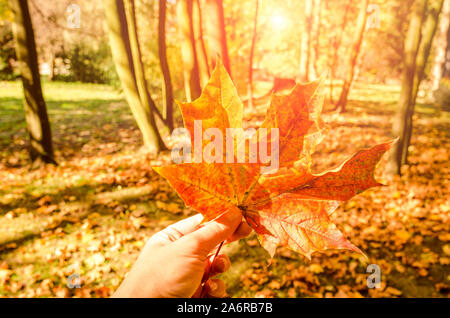 Nahaufnahme einer Hand mit einem roten Ahornblatt mit herbstlichen Wald im Hintergrund Stockfoto