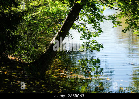 Oktober 16, 2019, Lyon, Auvergne-Rh ône-Alpes, Frankreich - Baumstamm an einem See im Herbst Stockfoto