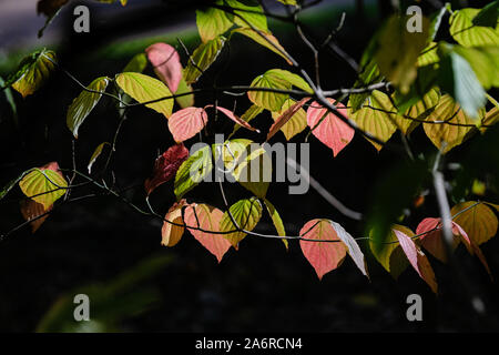 Oktober 16, 2019, Lyon, Auvergne-Rh ône-Alpes, Frankreich - Blätter im Herbst in der Sonne in Nahaufnahme Stockfoto