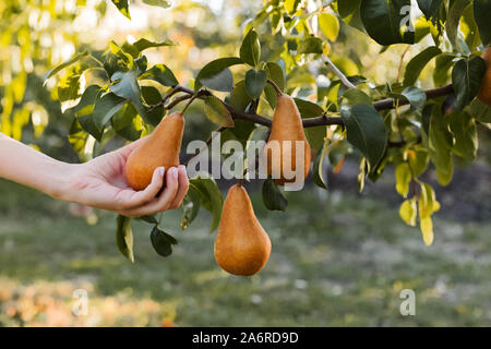 Weibliche Hand hält Frisch saftig Lecker reife Birne auf Zweig der Pear Tree in Orchard für Essen oder Birnensaft, Ernte. Getreide der Birnen im Sommer Garten Stockfoto