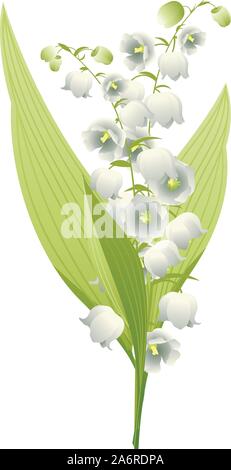 Frühling Blumen Lilie des Tales Abbildung auf weißen Hintergrund. Stock Vektor