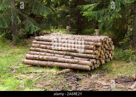 Haufen cut Baumstämme im Wald Stockfoto