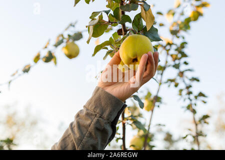 Männliche Hand hält Frisch saftig Lecker reife Quitten Obst auf Zweig von Apple Quitte Obst Baum im Obstgarten für Essen oder Saft, der Ernte. Ernte von Quitte in Stockfoto