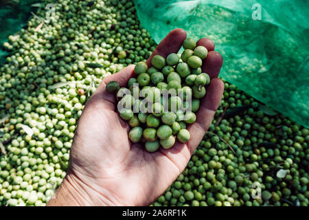 Nahaufnahme eines jungen kaukasischen Mann mit einem Stapel von Oliven in seiner Hand frisch während der Ernte in einem Olivenhain in Katalonien, Spanien gesammelt Stockfoto