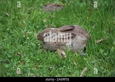 Wilde Kaninchen (Oryctolagus cuniculus) in Bocholt, Deutschland Stockfoto