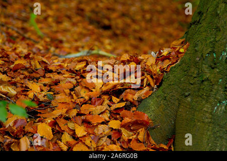 Im Herbst Laub auf dem Boden Stockfoto