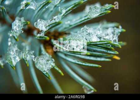 Eis auf nadelbaum grünen Nadeln, Nahaufnahme Stockfoto