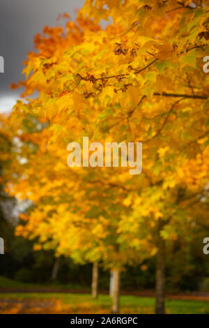 Gold und Gelb Herbst Blätter Hintergrund Stockfoto