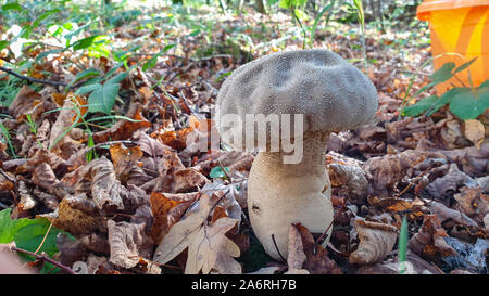 Gemeinsame puffball Pilz-Lycoperdon perlatum - wachsen im Wald in der Nähe von Stockfoto