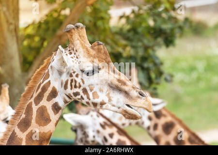 Seitenansicht Portrait der Leiter der Rothschild Giraffe im Freien. Mehr Giraffen sind im Hintergrund Stockfoto