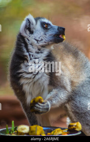 Madagaskar Lemur catta oder Maki mococo oder Maki mit beringten Schwanz oder beringten Schwanz lemur essen Bananen Stücke von Hand. Stockfoto