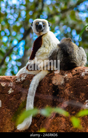 Ein außergewöhnliches Paar Madagaskar Lemuren. Der eine ist ein Sifaka und der andere eine braune Lemuren. Sie sind wieder zurück. Stockfoto