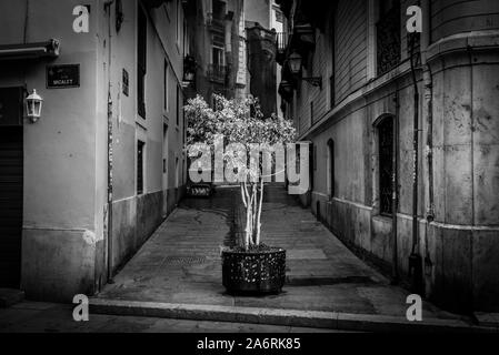 Baum in einem städtischen Umfeld in einem Topf auf einer schmalen Straße zwischen alten Gebäuden. Altstadt von Valencia, Spanien. Stockfoto