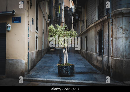 Baum in einem städtischen Umfeld in einem Topf auf einer schmalen Straße zwischen alten Gebäuden. Altstadt von Valencia, Spanien. Stockfoto