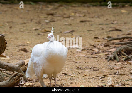 Eine weiße Pfauen, einen gemeinsamen Namen für drei Arten von Vögeln in der Gattungen Pavo und Afropavo der Phasianidae Familie Stockfoto