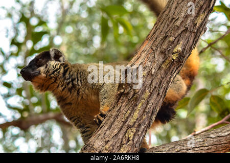 Madagaskar Lemur, deren Name ist braun oder wilde lemur Lemur oder Brauner Maki. Stockfoto