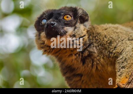 Madagaskar Lemur, deren Name ist braun oder wilde lemur Lemur oder Brauner Maki, Portrait. Stockfoto