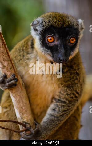 Madagaskar Lemur, deren Name ist braun oder wilde lemur Lemur oder Brauner Maki. Stockfoto