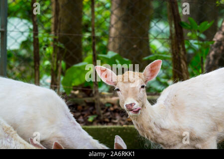 Portrait von weißen Damwild (Dama Dama), die in Europa und Asien, eine Art aus der Familie der Hirsche Cervidae, leben in einem Gebiet, das ist Mischwald ein Stockfoto
