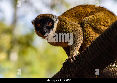 Madagaskar Lemur, deren Name ist braun oder wilde lemur Lemur oder Brauner Maki. Stockfoto