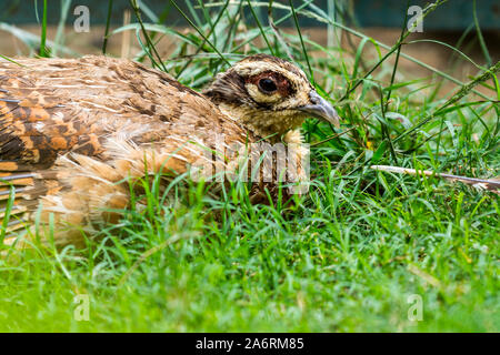 Die gemeinsame Wachtel (Coturnix coturnix) oder europäische Wachtel ist eine kleine Boden-nesting Spiel Bird in den Fasan Familie Phasianidae Stockfoto
