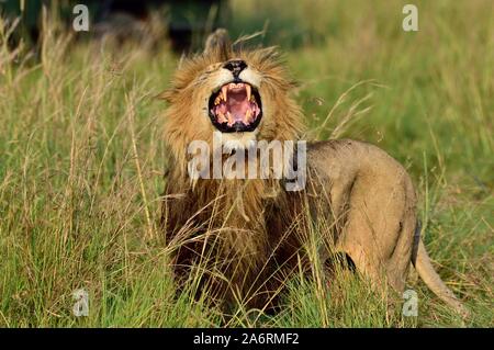 Eine große männliche Löwe brüllt seine Dominanz zu zeigen Stockfoto