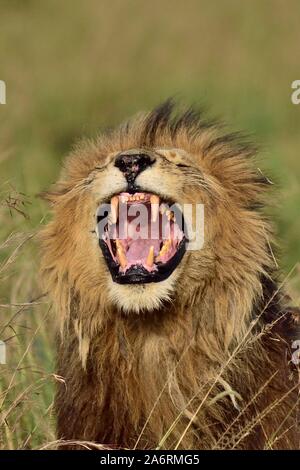 Ein männlicher Löwe brüllt, seine großen Zähne Stockfoto