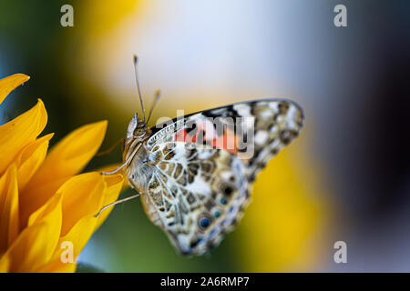 Schließen Sie die Seitenansicht der Schmetterling auf Blüte Stockfoto