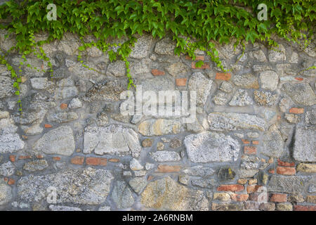 Efeu an einer Steinmauer Stockfoto