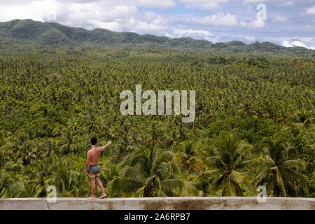 Dschungel Palmenwald Kokosnuss in Philippinen siargao Stockfoto