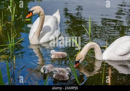 Mute swan Familie von cygnets Küken über die von den Eltern beobachtete, schwimmen im Wasser am Grand Canal in Dublin, Irland. Vier junge Flauschige baby Schwäne Stockfoto