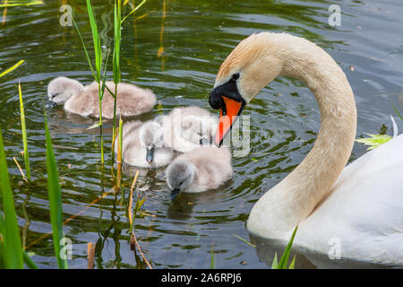 Höckerschwan Küken Cygnets und Mutter, Cygnus olor, schwimmen im Wasser am Grand Canal in Dublin, Irland. Vier baby Swans mit Weichen in Wasser Stockfoto