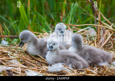 Vier Baby-Cygnets, frisch geschlüpfte Schwanenküken 'Cygnus olor' auf Nest am Grand Canal, Dublin, Irland. Flauschige Jungvögel mit grünem Schilf im Hintergrund Stockfoto