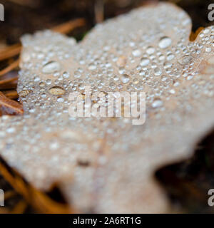 Eine gelbe Eiche Blatt mit Tautropfen fallen auf dem Boden liegt in den Wald Stockfoto