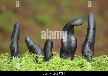 Dead Man's Finger Xylaria polymorpha Stockfoto