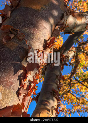Paperbark Ahorn, Acer griseum, Whidbey Island, Washington, USA Stockfoto