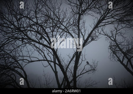 Spooky Vögel auf den kahlen Ästen an einem nebligen Morgen Stockfoto