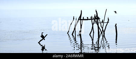 Silhouette der Kormorane ein Sonnenbad auf einem Baumstamm in einem See Bild Stockfoto