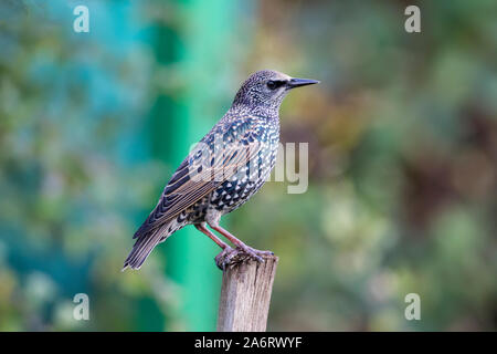 Starling oder Common Starling Sturnus vulgaris hocken auf einem Garten post im Profil und im herbstlichen Gefieder Stockfoto