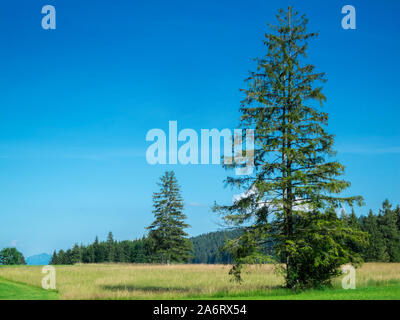 Sommerliche Querformat mit zwei einsame Nadelbäume auf der grünen Wiese und kleinen Grove im Hintergrund in Bayern. Stockfoto