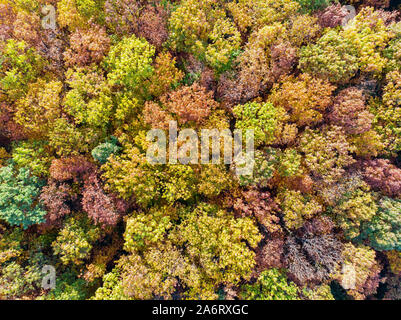 Luftaufnahme der Bunte Herbst Wald. Blick von direkt über Stockfoto