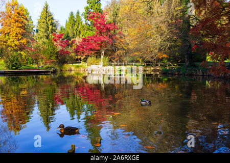 Arboretum im Herbst Stockfoto
