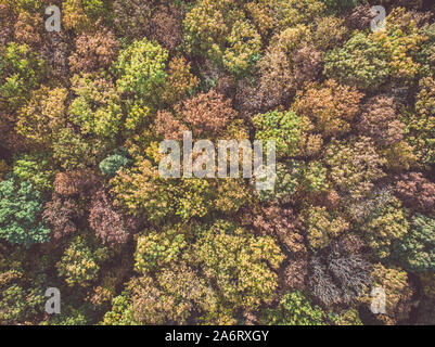 Antenne top down Sicht der Bunte Herbst Wald, schwaches Bild Ansicht von direkt über Stockfoto